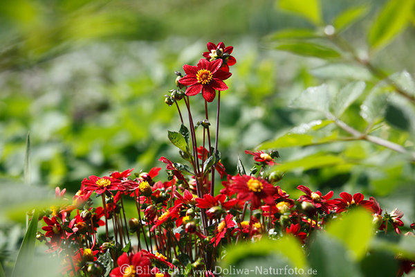 Rotdahlien Bltengruppe in Grnbltter Hintergrund Bild Zierblmchen hbsche Rabatte