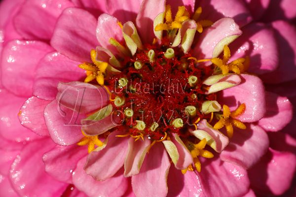 Zinnie Rhrchen in Bltenmitte  Makrobild violett nass leuchtend, lila Blttchen Bltenstruktur