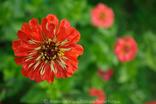 Zinnie Rotblume nasse Bltenblttchen teilweise zusammengerollt leuchtend im Grngarten