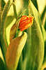 0484_ Tulpe Rotblüte im grellen Gelblicht Foto in grünen Zwiebelblätter Rottulpe in Seitenlicht