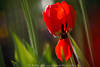 1100431_Blütenkelch Blattabfall Foto Rottulpe  Blättchenabbruch Blumenbild in Grünstängel Gegenlicht hängen