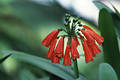 2045_ Indias orientales hedychium coronarium Rote Glöckchen Bild