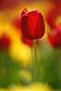 600464_ Rote Tulpe Nahfoto in grün-gelb-rot Blumenwiese
