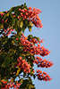 701858_ Kastanienbaum Blütenstände, rot-blühende Maronen, Maroni essbare Edelkastanie Blätter & Rotblüten in Bild