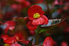 710766_Rotblume, kleine Rotblüte Makrobilder, gelbe Mitte Foto im Regenwasser, niedrig, nass