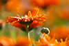 807250_ Ringelblume Calendula Knospe & Rotblüte schrille orangerot farbenreiche Kontraste im Gegenlicht