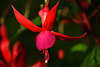 808271_ Fuchsie dunkle Rotblume Blüte Makrofoto, rote Blütenkrone