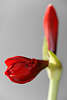 900011_Amaryllis Bilder, Ritterstern Hippeastrum, rote Blüten Fotos, Lilienart Großaufnahmen, Printmotive