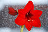 900023_Rote Amaryllis Blüte Makrobild, Hintergrund weisse Glitzer Foto, abstrakt, Tiefenschärfe Belladonna