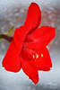 900033_ Amaryllis rotes Blütendesign, Ritterstern Blättchen Rotkelch Detailfoto, Grossbild