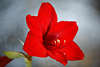 900040_ Ritterstern aufgeblühtes Amaryllis roter Kelch Blütendetail Bild