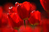904718_ Rottulpen Blütentrio rote Blumenromantik Flora-Makrofoto Tulpenpracht Nahbild im Gegenlicht