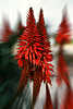 9068_ Aloe Rotblüten Paar dynamisch in Bewegung Foto rote Blüten exotischer Pflanze, Südpflanze