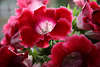 909002_ Gloxinien Fotos, Sinningia Blumen Bilder rote Blüten Fotografie, Siningia flower images