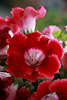 909005_ Gloxinie Rotblüte Makrofoto Sinningia Blumendetail Fotografie