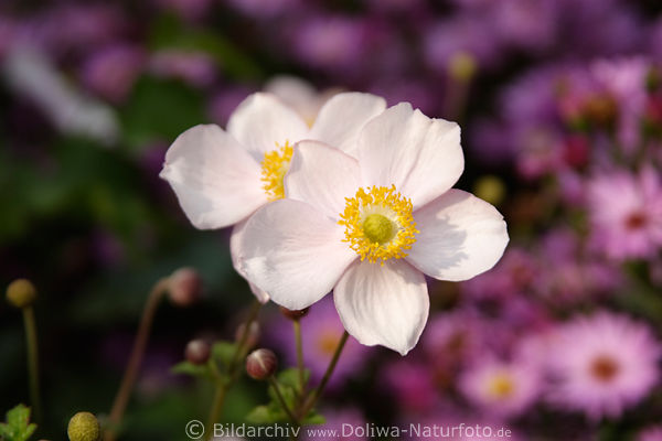 Zawilec kwiaty, Japanisches Windrschen, Anemone japonica, Gartenblume