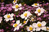 710629_ Windrschen Blmchen Bild, Anemone japonica Gartenblumen