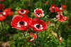 103436_Rotanemonen Blten Fotos Kronenwindrschen weissrot Blmchenfeld Anemona Coronaria