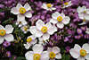 710606_ Windrschen Blumenteppich im Garten, botanisch Anemone japonica photo
