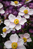 710607_ Japanische Windrschen Gartenblumen photo, Anemone japonica Blten vor violetten Blmchen