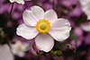 710613_ Windrschen - Anemone japonica photos