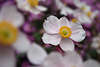710616_ Japanische Windrschen foto, Anemone japonica in Blumendesign, Gartenblume Florabild