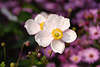 710636_ Zawilec kwiaty para foto, zawilce jesienny kwiat w ogrodzie we Flora fotografia