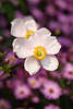 710637_ Japanische Windrschen Paar photo, Anemone japonica Bltenpaar vor lila, violett Bltchen