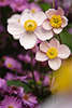 710643_ Japanische Windrschen Trio photo, Anemone japonica Blten im Gartenfoto