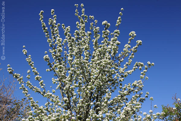 Birnbaum Bltenzweige Weissblhen am Blauhimmel Foto Pyrus Frhlingsblte