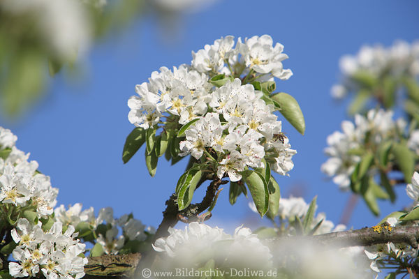 Birnbaum Weissblumen Bltenzweig Frhlingsblhen Foto Grnbltter am Blauhimmel Bild