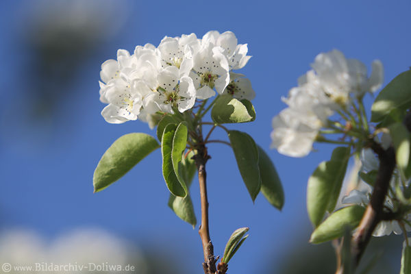 Birnbaum-Weissblte Frhlingsblhen Foto Pyrus Blumenzweig Makrobild Blaudesign