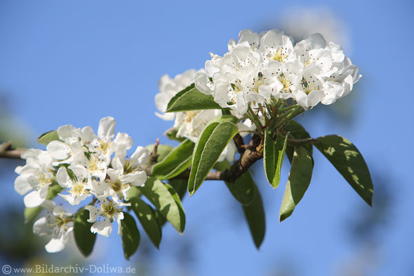 Weissblten des Birnbaums Frhlingsbild Grnbltter blhende Weissblumen Makrofoto