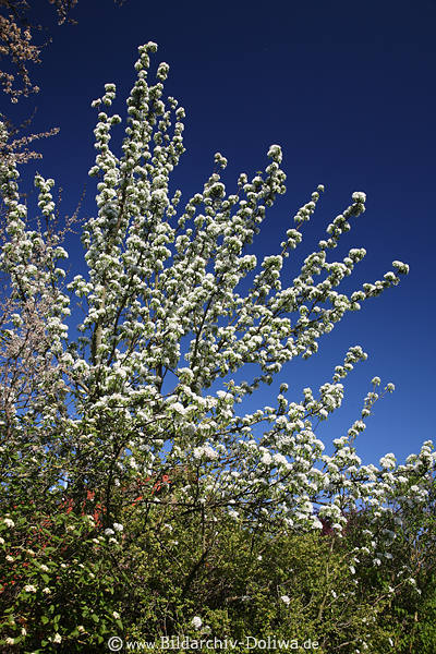 Birnbaum Weissblten lange Zweige Frhlingsbild am Blauhimmel Weissblhen Foto