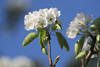 Birnbaum-Weissblte Frhlingsblhen Foto Pyrus Blumenzweig Makrobild Blaudesign