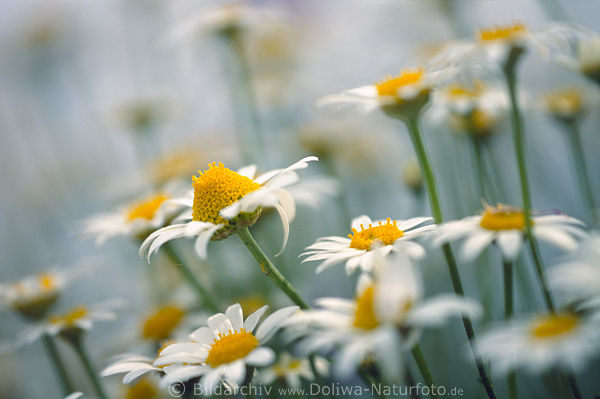 Margeriten Wildblumenfeld Blten Makrofoto weiss-gelb rund Blmchen