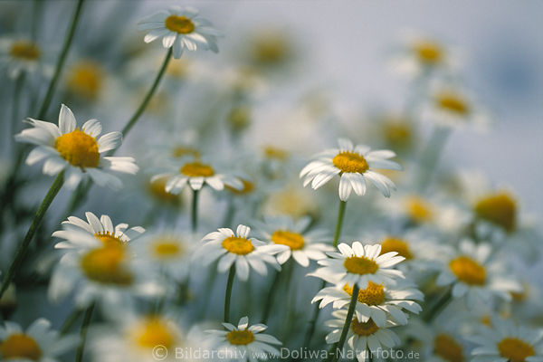 Margeriten Bltenfeld weiss-gelb blhen in Natur Bild