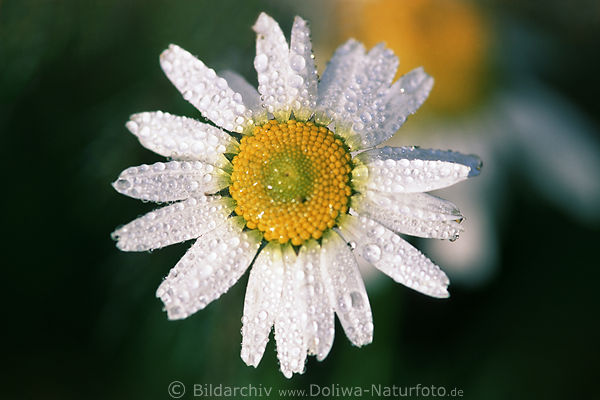 Margeriten Blte nass in Regentropfen Makrobild Wildblume runde Blte Naturfoto
