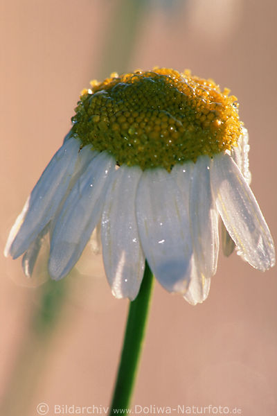 Echte Kamille Blte in Morgentau Chamomilla recutita