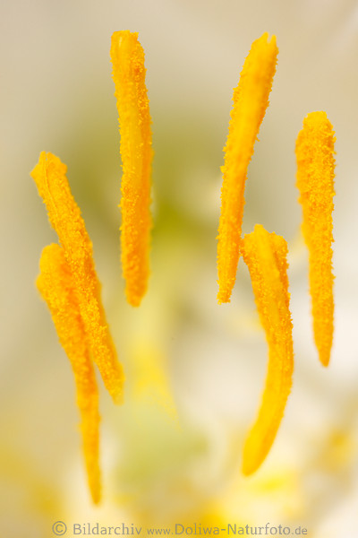 Lilie Staubfden Weiblte zierliche Ktzchen Samen abstrakt Foto