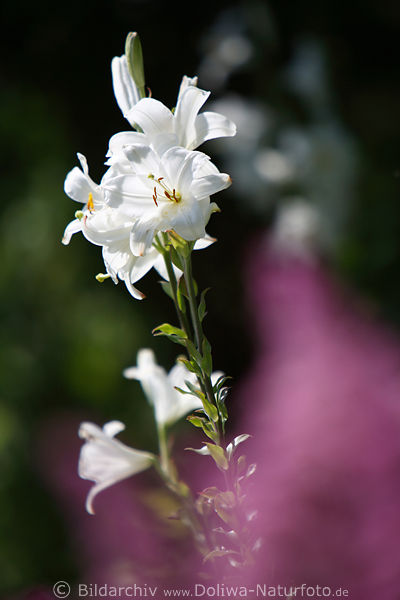 Lilie weier Bltenstand