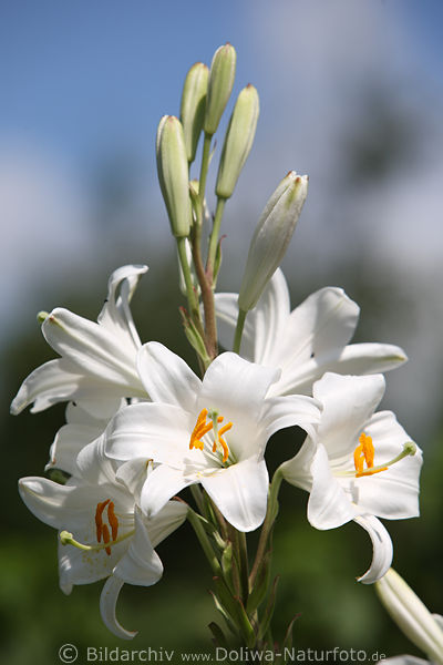 Weililie Bltenstand gelbe Ktzchen Staubbltter