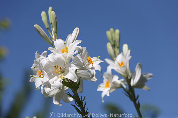 Weililien Bltenstnde am blauen Himmel hochstehen