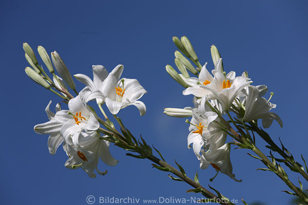 Weililien Blten hoch lang Stnde Knospen Lilium Paar am Blauhimmel