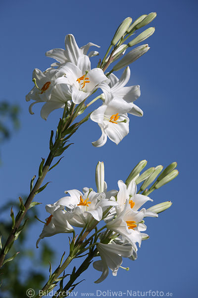 Lilium wei Blumen Knospen am Himmelblau