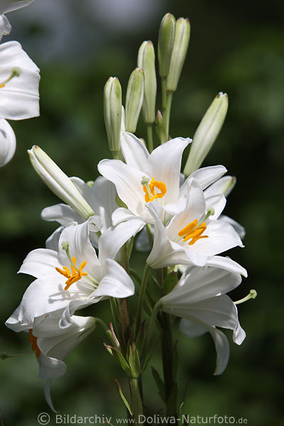 Lilie weisse Blten mit Gelbktzchen Staubbltter