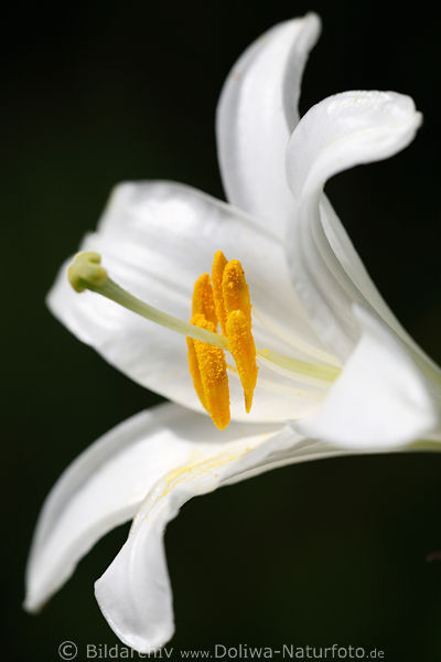 Lilie weie Blten Lilium candidum