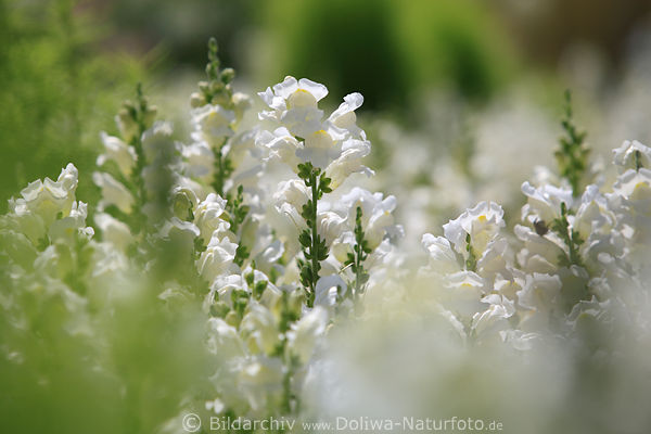 Weisser Lwenmaul Maskenblten