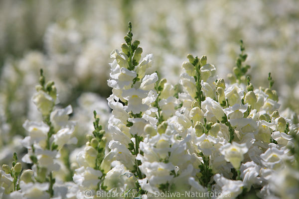 Weisser Lwenmaul Bltenstnde