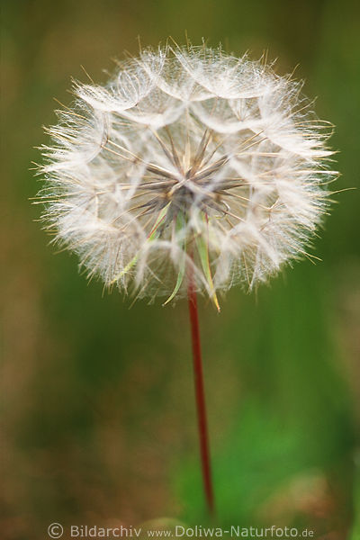 Pusteblume verblhte Kugel Kopfinnere des Wiesenlwenzahn